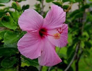 どんな女性でも大歓迎！｜求人ギャラリー(大) Cocoon コクーン